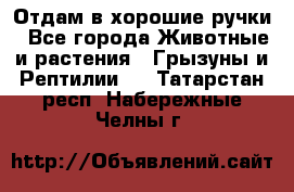 Отдам в хорошие ручки - Все города Животные и растения » Грызуны и Рептилии   . Татарстан респ.,Набережные Челны г.